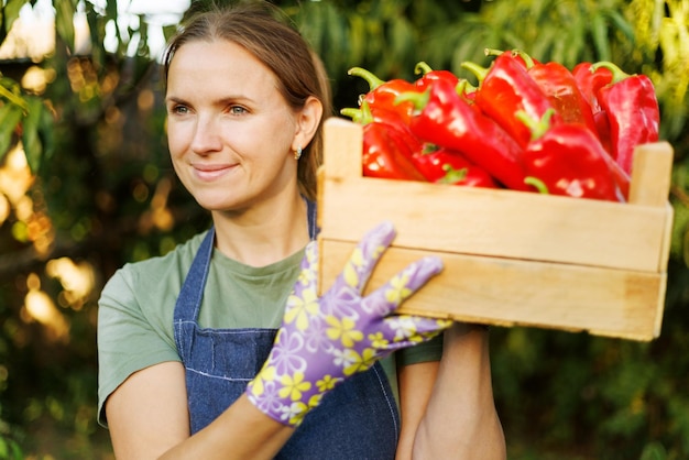 Agricoltore donna che porta una scatola di legno di peperoni rossi maturi Agricoltore che raccoglie i peperoni dal suo giardino