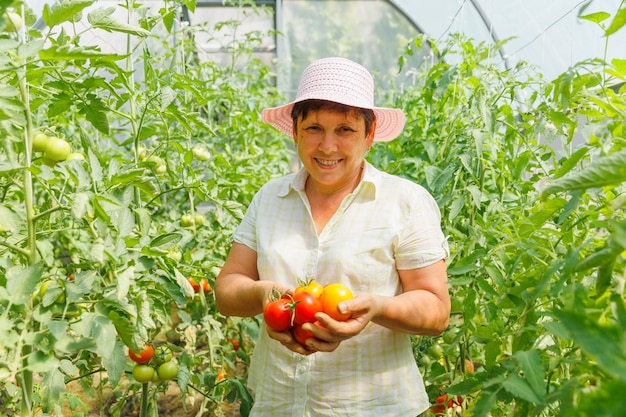 Agricoltore donna matura di successo che mostra il raccolto di pomodori in serra donna che possiede pomodori biologici orticoltore donna che mostra il raccolta di pomodoro