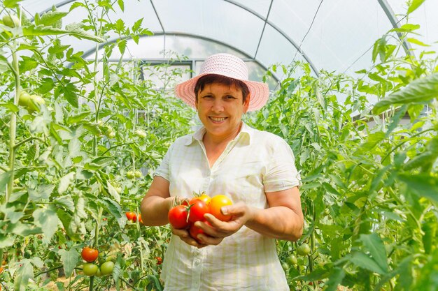 Agricoltore donna matura di successo che mostra il raccolto di pomodori in serra