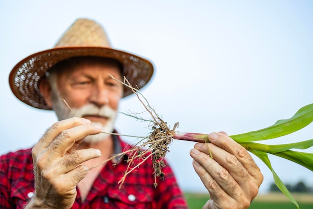 Agricoltore esperto in piedi sul campo che analizza la radice di mais