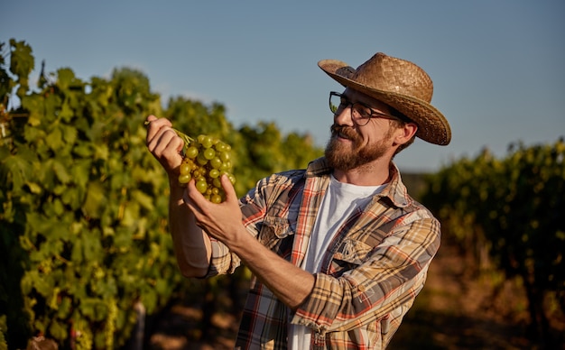 Agricoltore felice che esamina l'uva matura