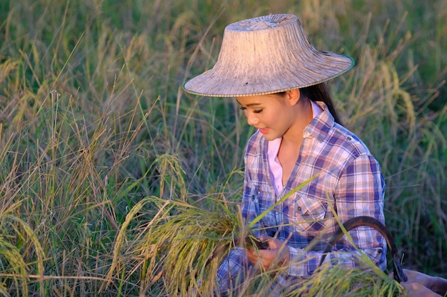 Agricoltore femminile tailandese felice asiatico che raccoglie riso in campagna Tailandia