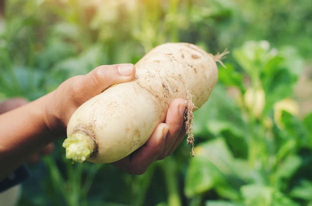 Agricoltore Hands holding Raw raccolta bianco Daikon fattoria fresca