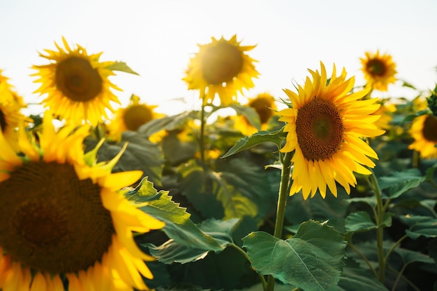 Agricoltore in piedi nel campo di girasole guardando i semi di girasole Concetto di raccolta dell'agricoltura biologica