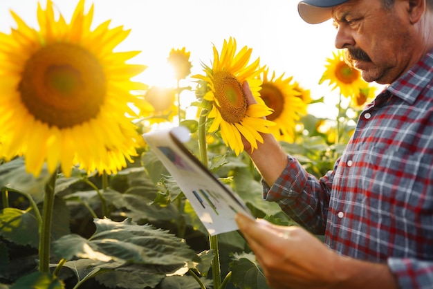 Agricoltore in piedi nel campo di girasole guardando i semi di girasole Concetto di raccolta dell'agricoltura biologica