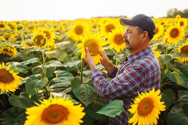 Agricoltore in piedi nel campo di girasole guardando i semi di girasole Concetto di raccolta dell'agricoltura biologica