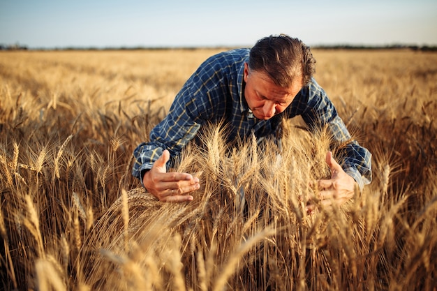 Agricoltore in piedi nel mezzo di un campo di grano avvolgendo le spighette d'oro con le mani