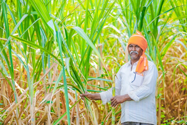 Agricoltore indiano al campo di canna da zucchero