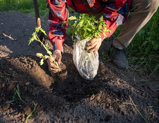 Agricoltore maschio che pianta piantine di pomodoro in un campo