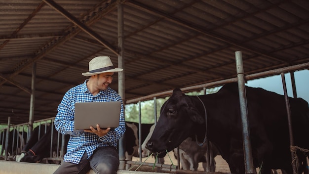 Agricoltore maschio che utilizza il computer portatile per controllare il suo bestiame e la qualità del latte nel caseificio Industria agricola Concetto di allevamento e allevamento di animali Mucca in caseificio che mangia fieno Stalla