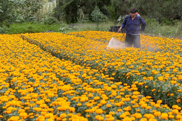 Agricoltore messicano che spruzza il suo raccolto di cempasuchil a Xochimilco, Città del Messico