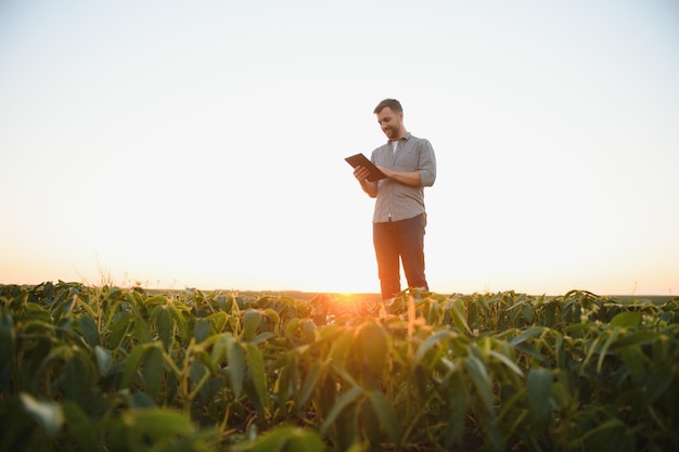 Agricoltore nei campi di soia Crescita all'aperto