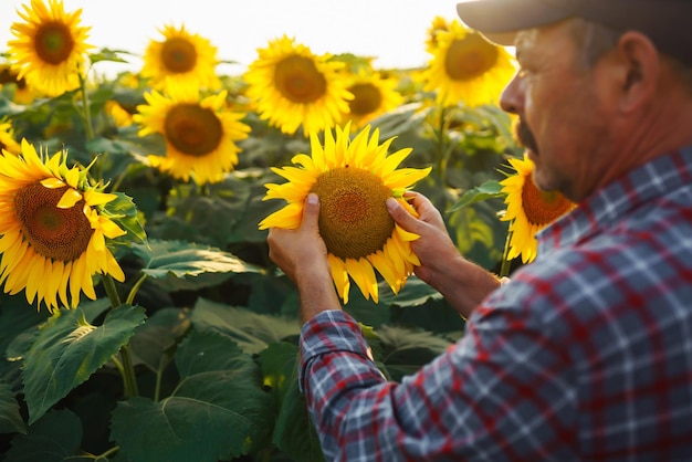 Agricoltore nel campo di girasole La mano dell'agricoltore tocca il girasole in fiore Raccolta aziendale