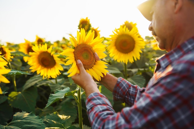 Agricoltore nel campo di girasole La mano dell'agricoltore tocca il girasole in fiore Raccolta aziendale