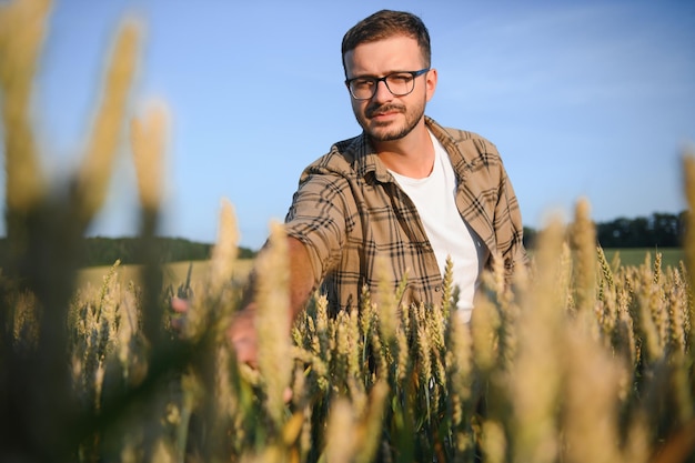 Agricoltore Nel Campo Di Grano Al Raccolto