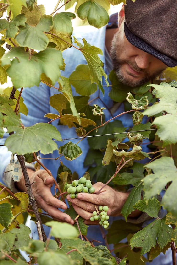 Foto agricoltore nella sua vigna che controlla e protegge i suoi prodotti frutta d'uva in fattoria e prodotto per il vino