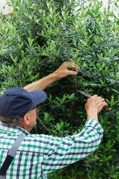 Agricoltore senior che taglia ulivo con potatore da giardino nelle mani