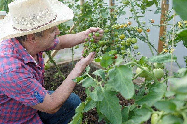Agricoltore senior ispanico che controlla i suoi pomodori in una serra