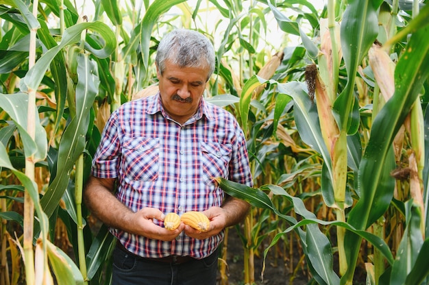 Agricoltore sul campo che controlla le piante di mais durante una soleggiata giornata estiva, l'agricoltura e il concetto di produzione alimentare