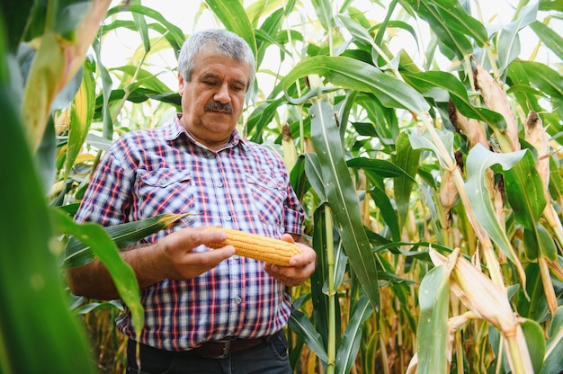 Agricoltore sul campo che controlla le piante di mais durante una soleggiata giornata estiva, l'agricoltura e il concetto di produzione alimentare