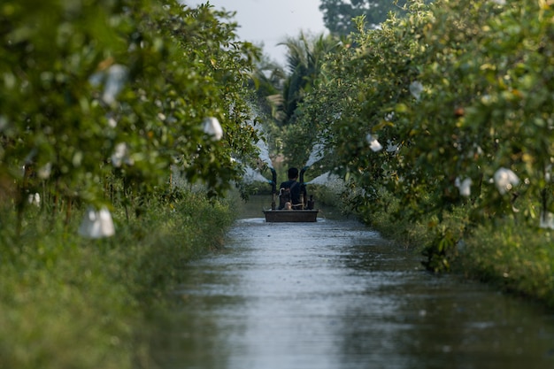 Agricoltore sulla barca con acque della macchina di irrigazione di terreni agricoli nel giardino di Guava