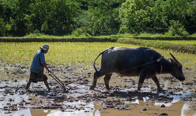 Agricoltore tailandese che lavora con il suo bufalo