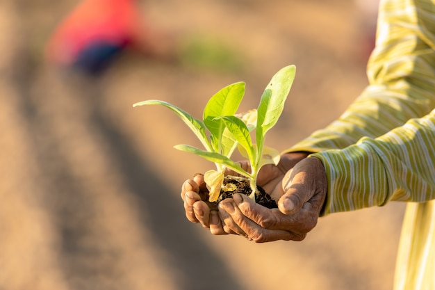 Agricoltore tailandese che pianta tabacco verde nel campo