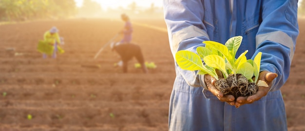 Agricoltore tailandese che pianta tabacco verde nel campo