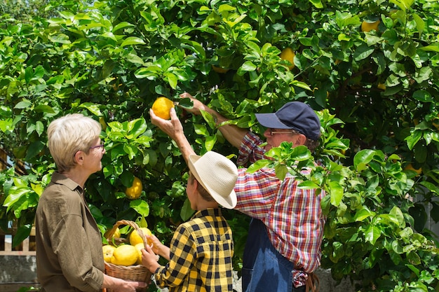 Agricoltori anziani con ragazzo che raccoglie i limoni dall'albero