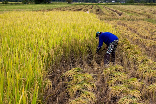 Agricoltori asiatici che raccolgono riso in riso il campo in Tailandia.