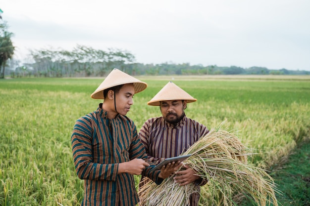 Agricoltori asiatici con cappelli nel campo di riso