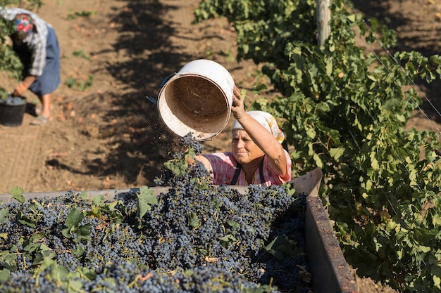 Agricoltori che raccolgono l'uva da un vigneto. Raccolta autunnale.