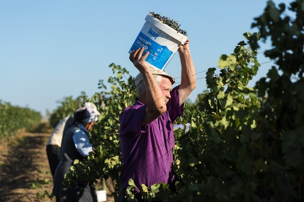 Agricoltori che raccolgono l'uva da un vigneto Vendemmia autunnale