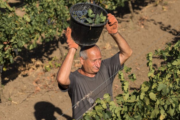Agricoltori che raccolgono l'uva da un vigneto Vendemmia autunnale