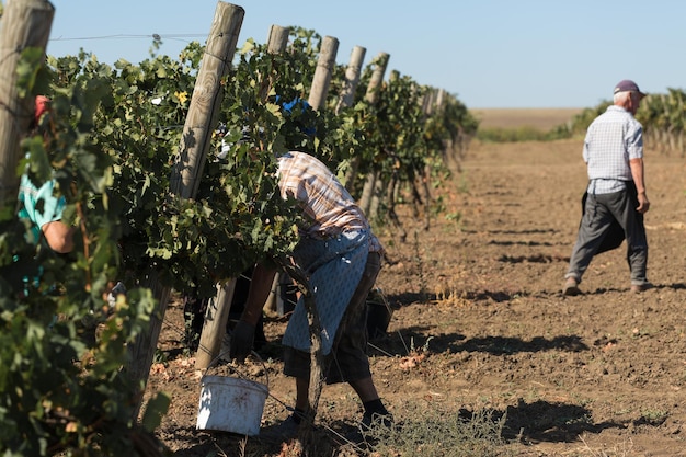 Agricoltori che raccolgono l'uva da un vigneto Vendemmia autunnale