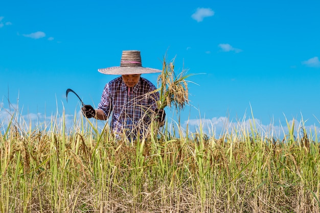 Agricoltori che raccolgono riso nei campi su cielo blu luminoso