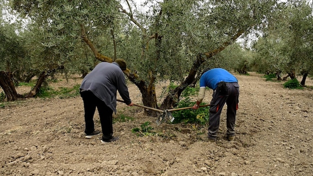 Agricoltori che si prendono cura degli ulivi in un oliveto tradizionale