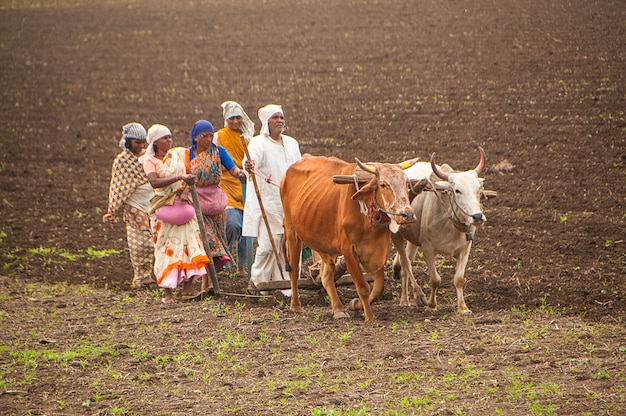 Agricoltori e operai arano e seminano i campi agricoli in modo tradizionale con l'aiuto dei tori