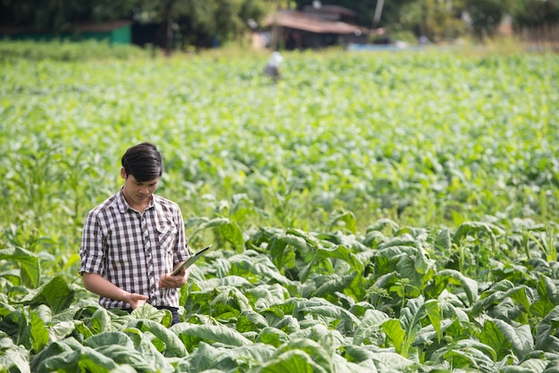 Agricoltori felici che utilizzano compressa digitale nella coltivazione di tabacco.