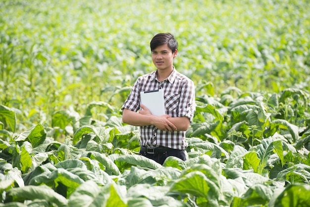 Agricoltori felici che utilizzano compressa digitale nella coltivazione di tabacco.