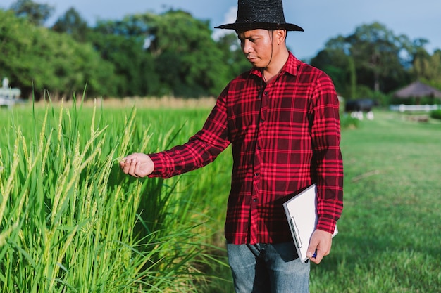 Agricoltori tailandesi che ispezionano le risaie nei campi