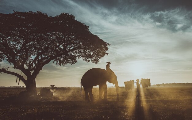 Agricoltori tailandesi che lavorano nelle risaie