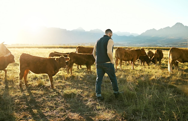Agricoltura agricola e uomo contadino con bestiame che mangia erba sul campo all'aperto Sostenibilità agricola o piccolo imprenditore maschio con bestiame o mucche per la produzione di carne o latte in campagna