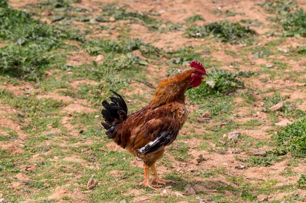 Agricoltura Bellissimo primo piano luminoso del gallo