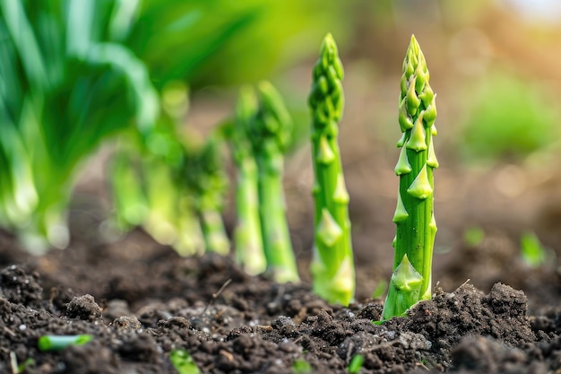 Agricoltura biologica asparagi nel suolo