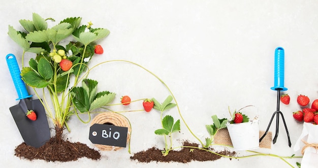 Agricoltura biologica concetto sano di cibo locale Giovane pianta di fragole verde su sfondo bianco Vista dall'alto
