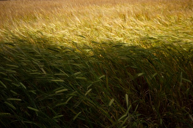 Agricoltura Campo di grano in estate