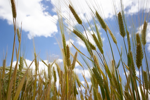 Agricoltura Campo di grano in estate