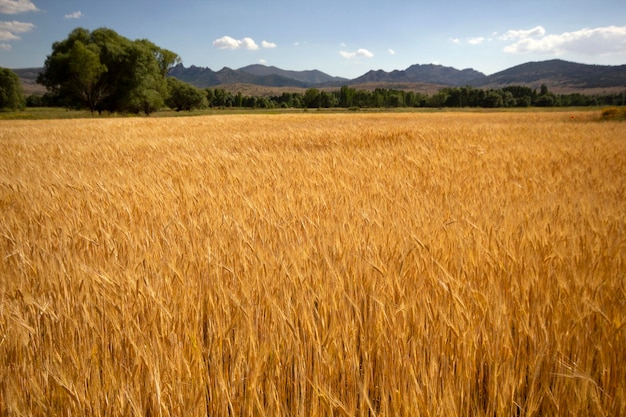 Agricoltura Campo di grano in estate