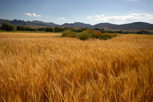 Agricoltura Campo di grano in estate